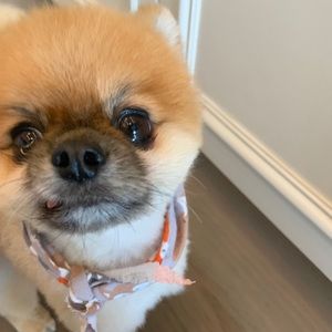 Meet your Posher, Susan